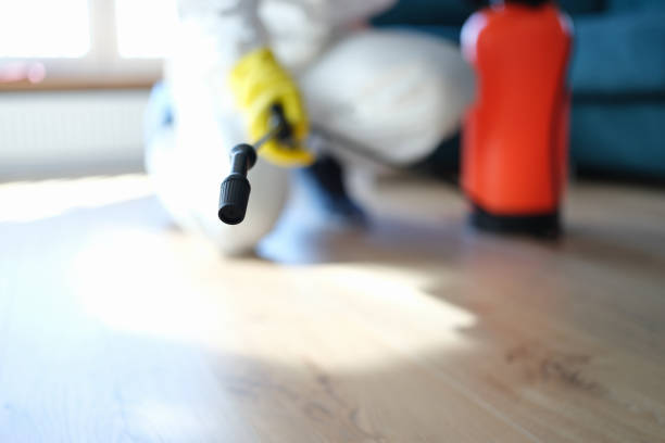 Professional Mold Removal in Bithlo, FL