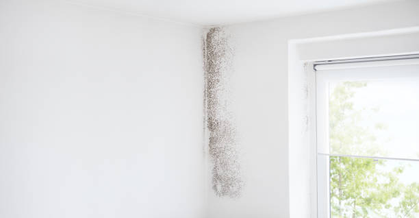 Best Emergency Mold Remediation  in Bithlo, FL